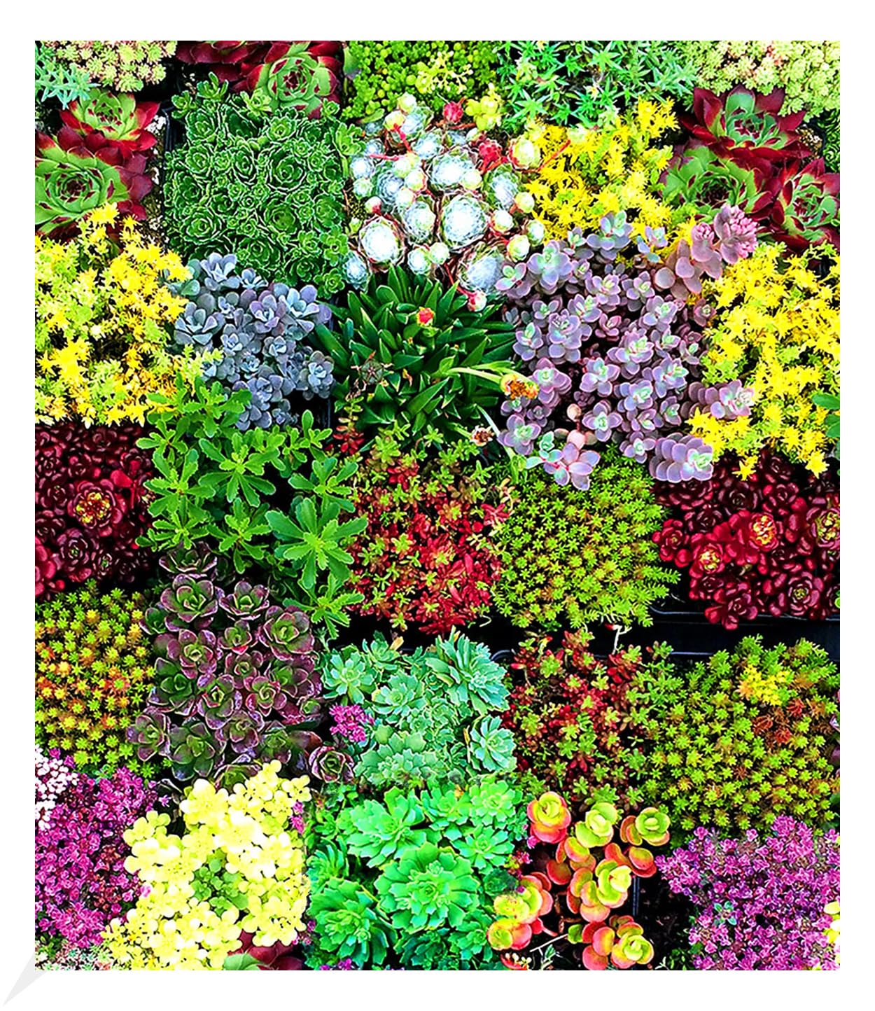 baldur-garten-6er-staudenbeet-trockenheits-k-nstler-im-9x9-cm-topf image 2
