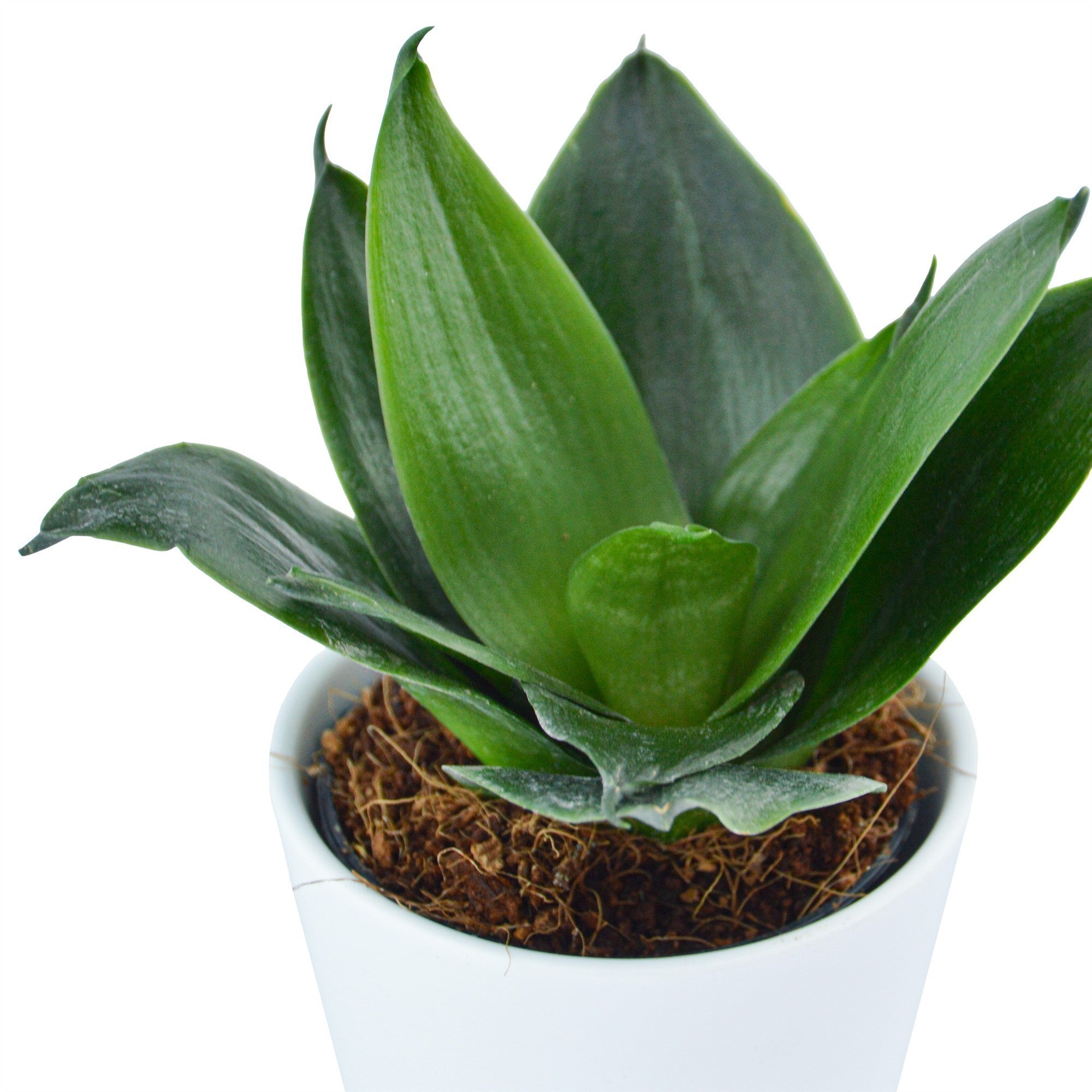 pasiora-sansevieria-trifasciata-black-jade-6cm image 3