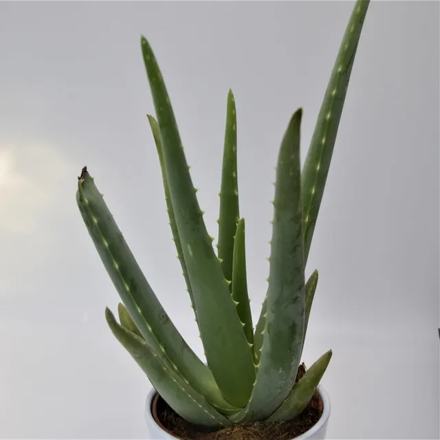 pasiora-aloe-vera-echte-aloe-12-cm-sukkulente image 1