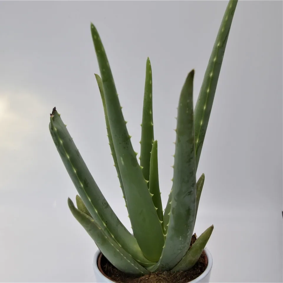 pasiora-aloe-vera-echte-aloe-12-cm-sukkulente image 1