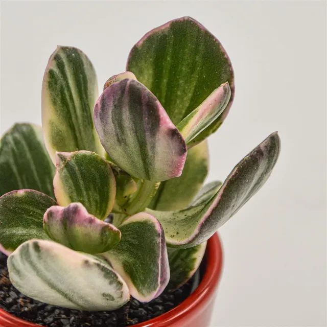 pasiora-crassula-ovata-f-variegata-sukkulente-6cm-topf image 1