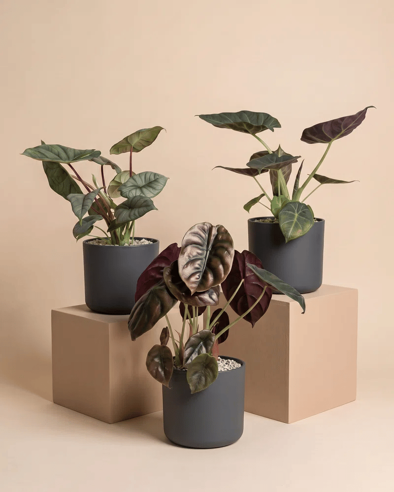 feey-alocasia-trio-red-secret-shields-silver-nebula image 6