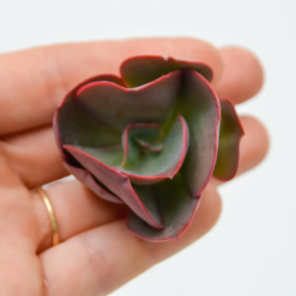 pasiora-echeveria-suyon-steckling-indoor-sukkulente image 1