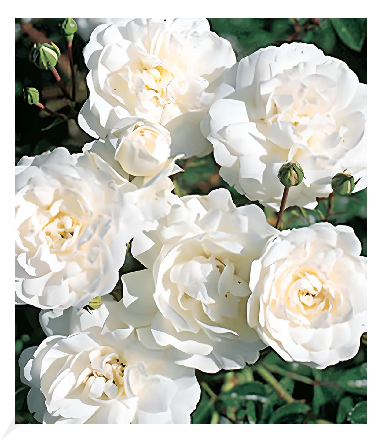 baldur-garten-bodendeckerrose-sea-foam-wei-e-rose-9x9-cm-topf image 1