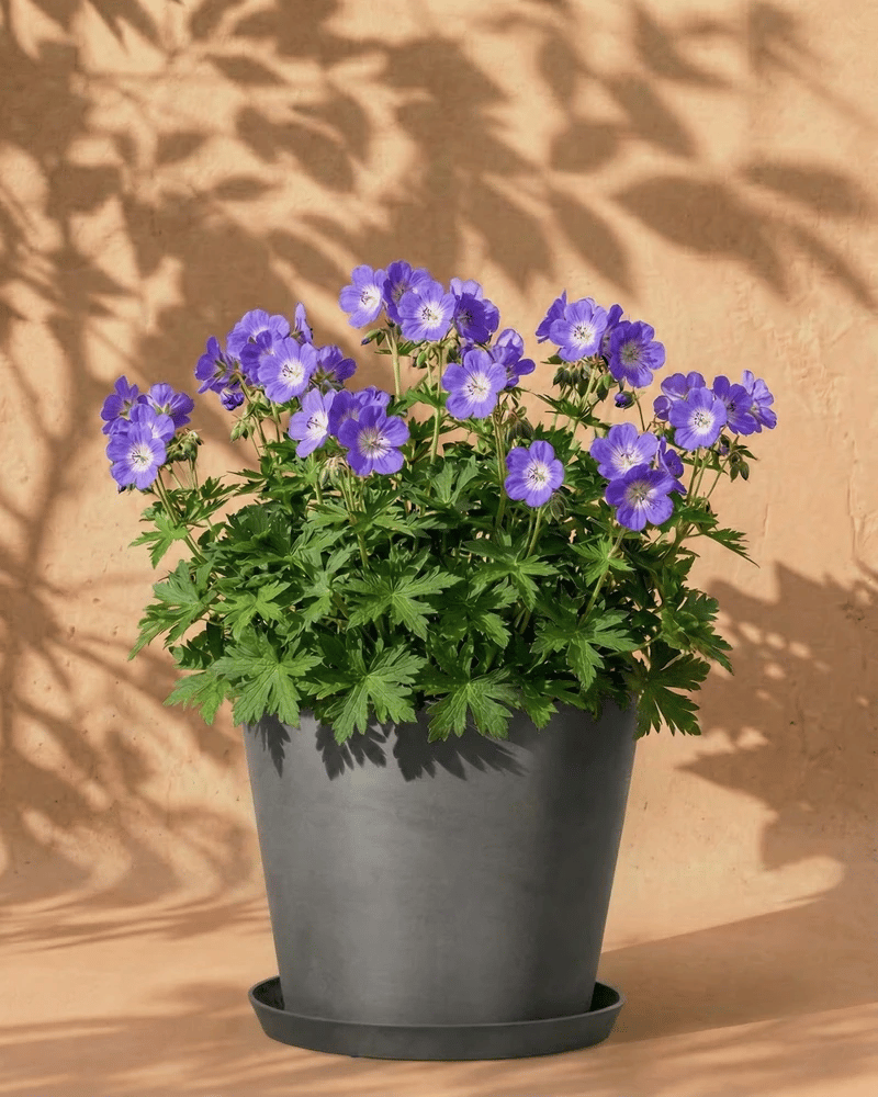 feey-geranium-blau-knollenpflanze-rhizome-f-r-garten-k-bel image 6