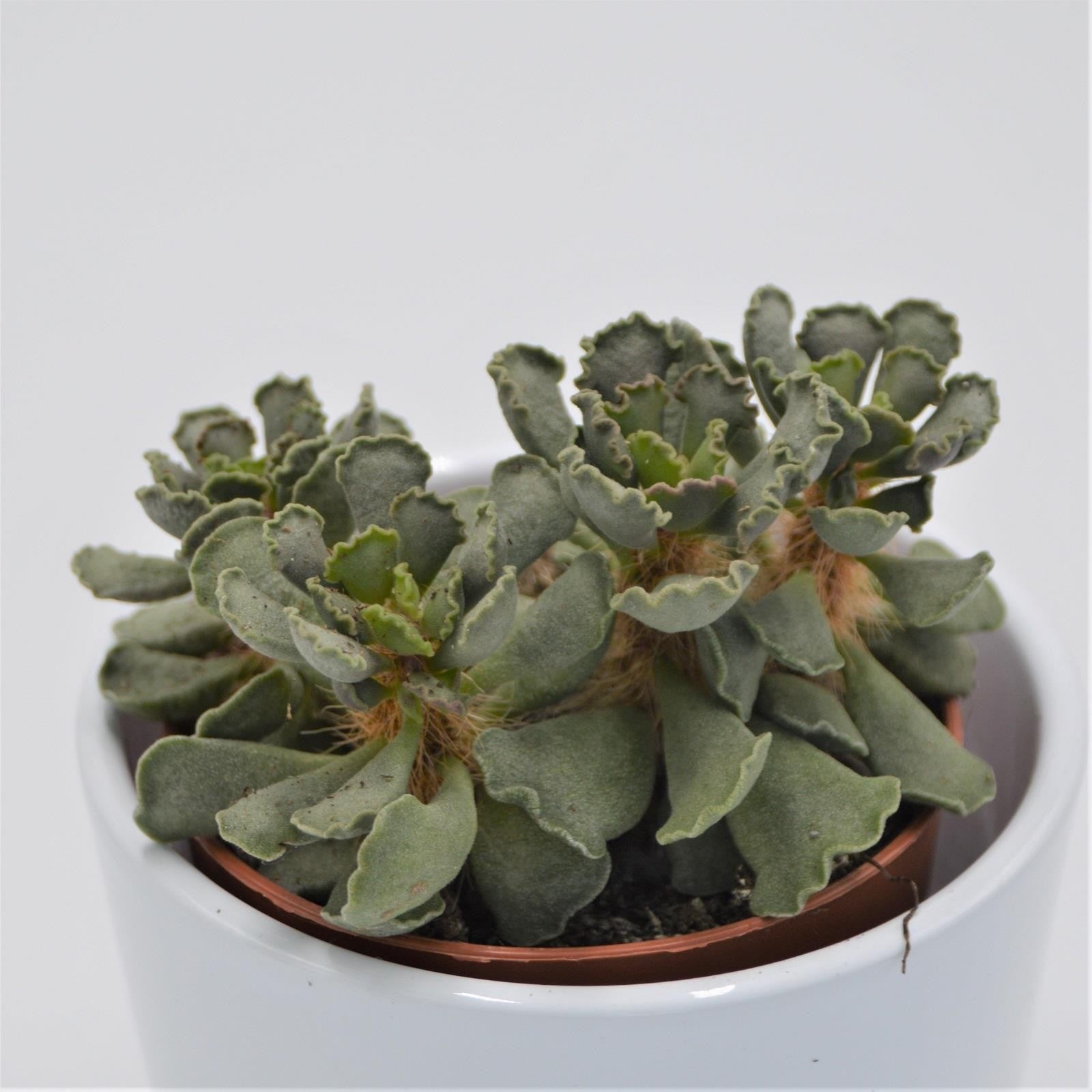 pasiora-adromischus-cristatus-crinkle-sukkulente-8-5cm-topf image 1