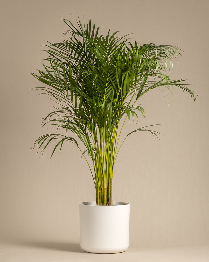 feey-kunststoff-topf-lumi-30-cm-durchmesser image 4