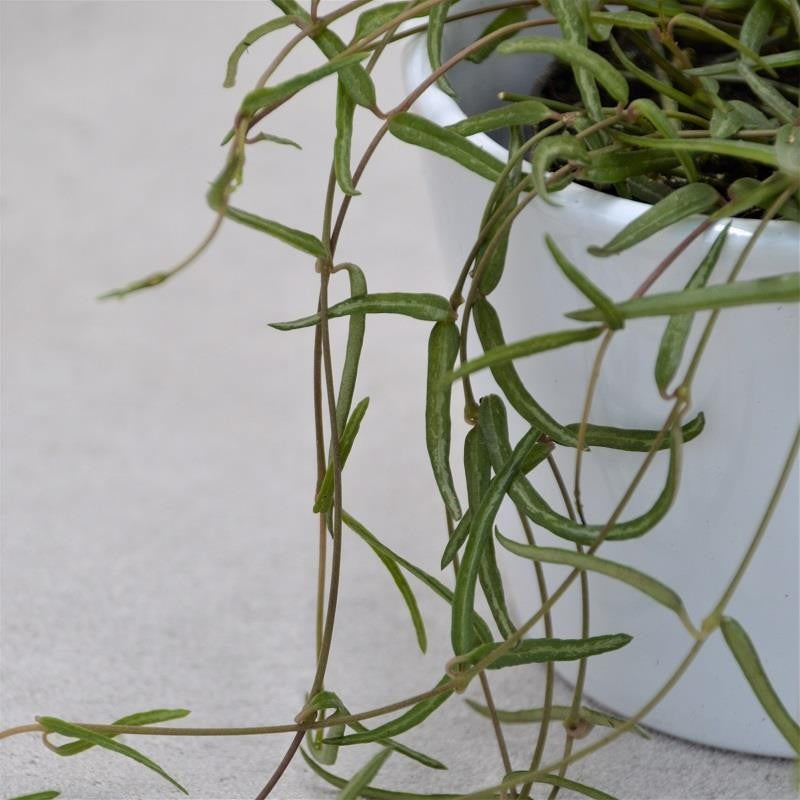 pasiora-ceropegia-linearis-ssp-debilis-rankpflanze-8-cm-topf image 1