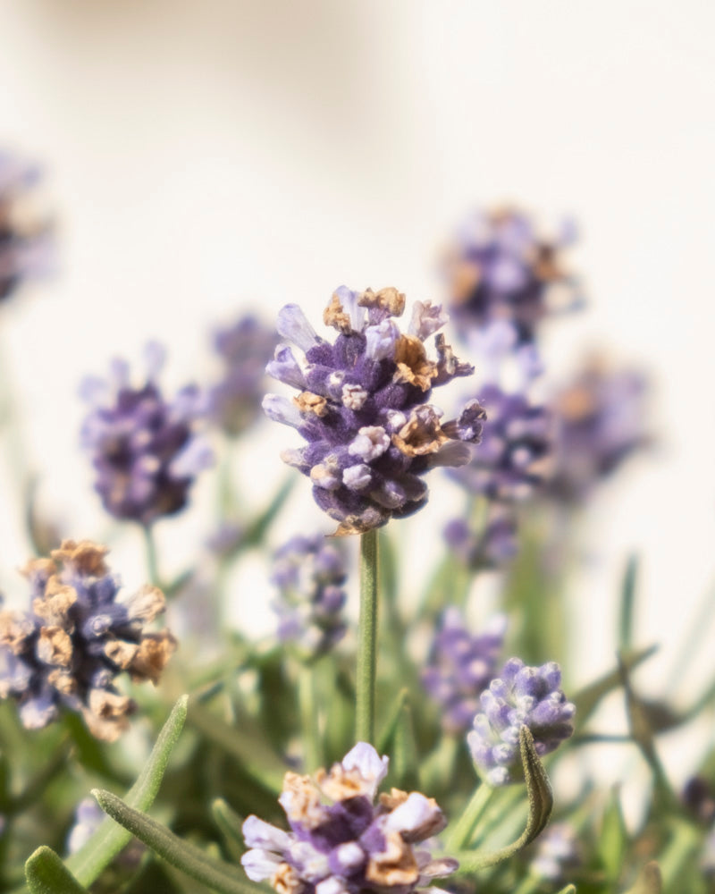 feey-lavendel-lavandula-angustifolia-hidcote-blue image 6