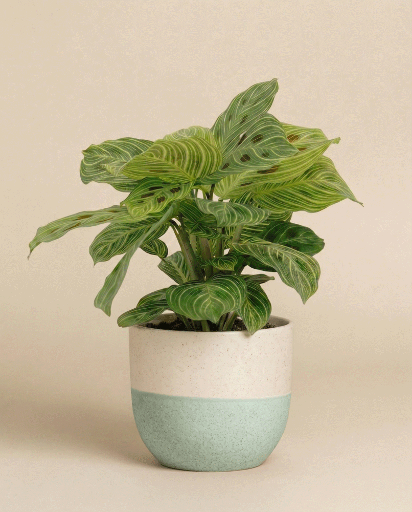 feey-maranta-light-veins-zimmerpflanze-pfeilwurz-rarit-t image 5
