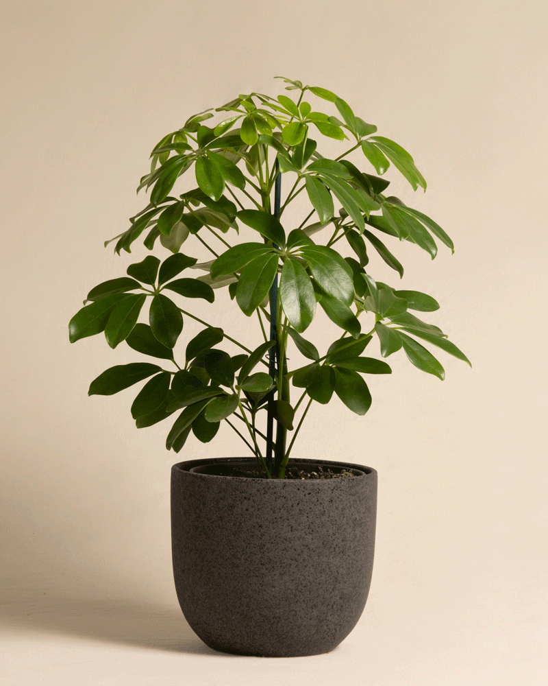 feey-schefflera-arboricola-strahlenaralie-zimmerpflanze-im-16er-topf image 6