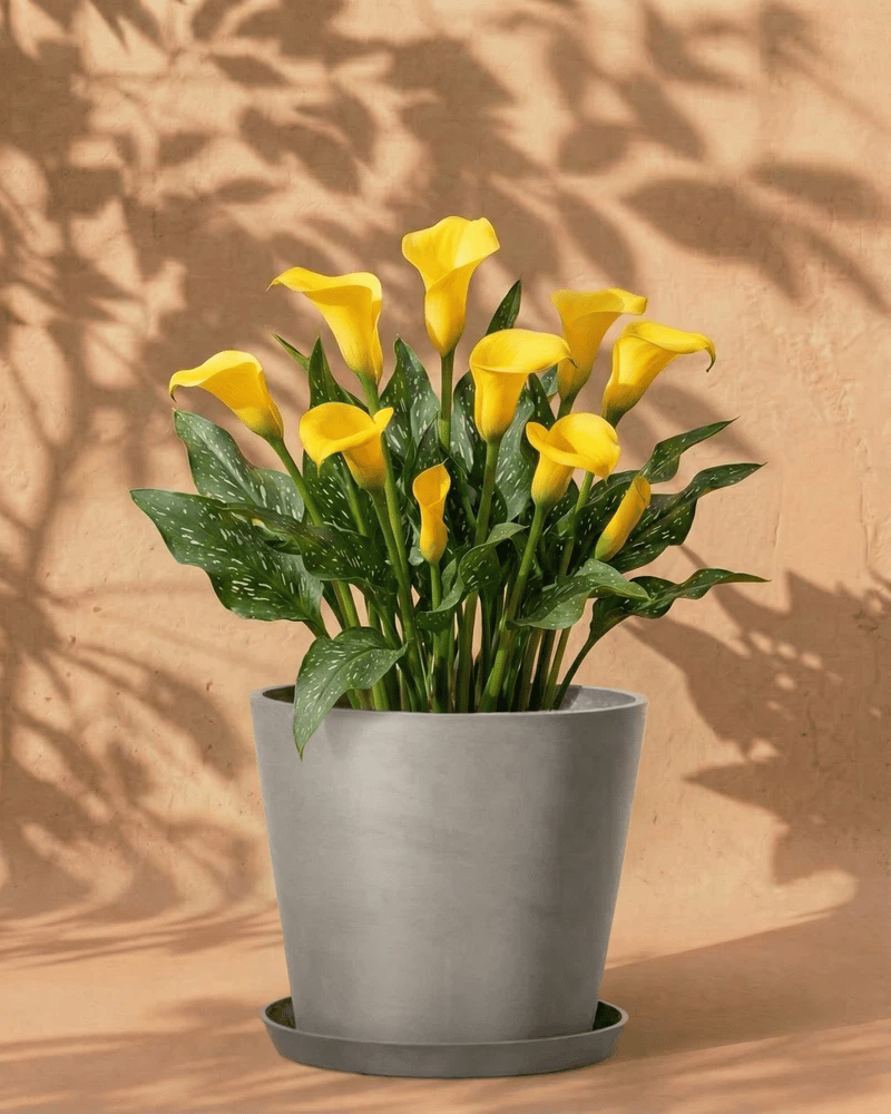 feey-calla-gelb-rhizome-knollenpflanze image 7