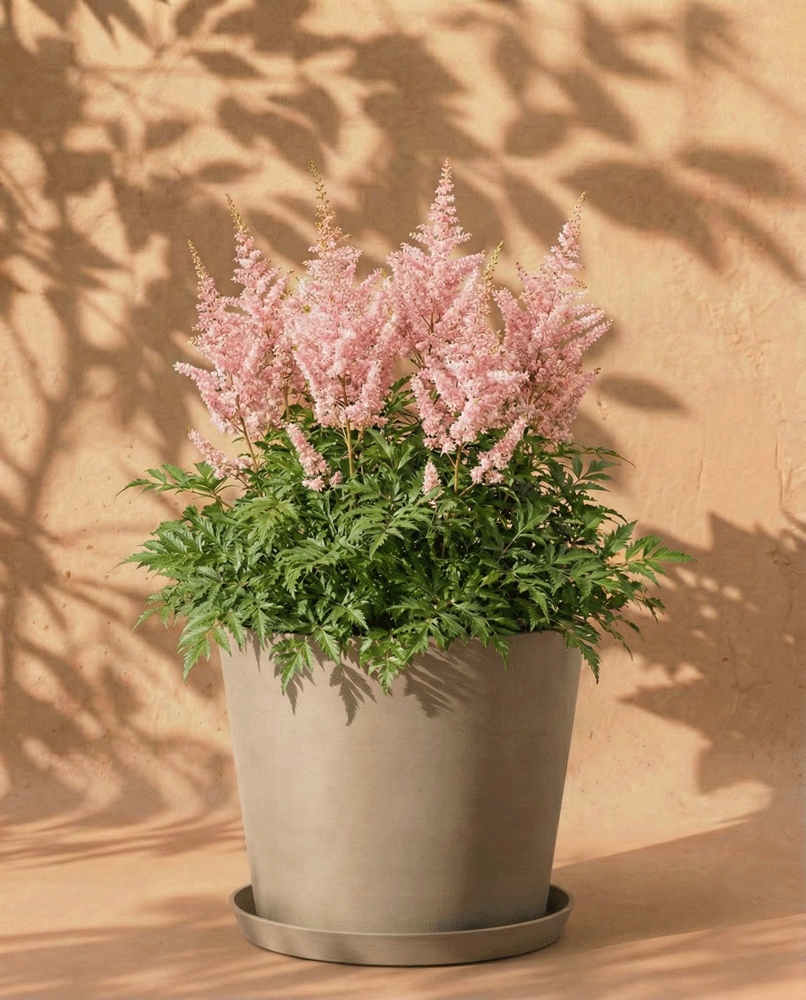 feey-astilbe-rosa-rhizome-prachtspiere-f-r-schatten image 5