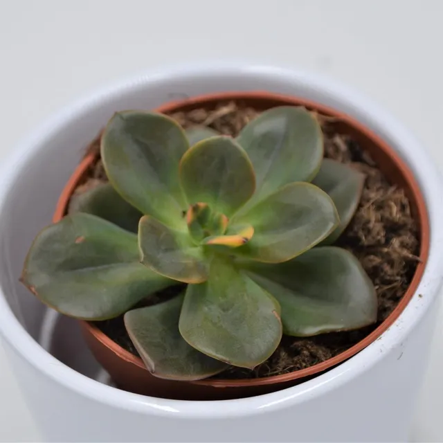 pasiora-echeveria-chroma-rosetten-sukkulente-8-5cm-topf image 1