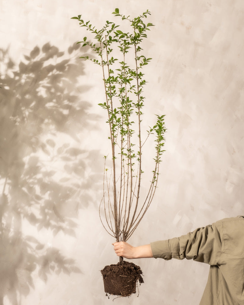 feey-liguster-ligustrum-vulgare-atrovirens-au-enpflanze image 8