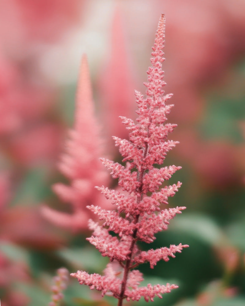 feey-astilbe-rosa-rhizome-prachtspiere-f-r-schatten image 2