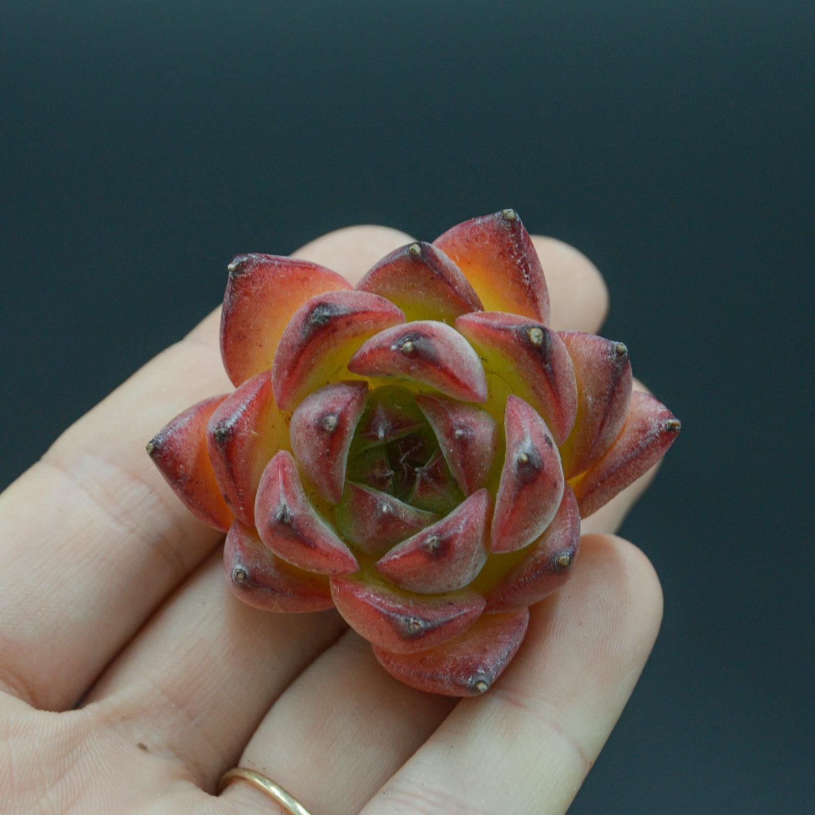 pasiora-echeveria-wildfire-steckling image 1