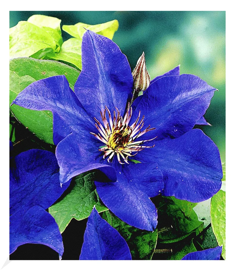 baldur-garten-blaue-clematis-the-president-waldrebe-im-9x9-cm-topf image 1