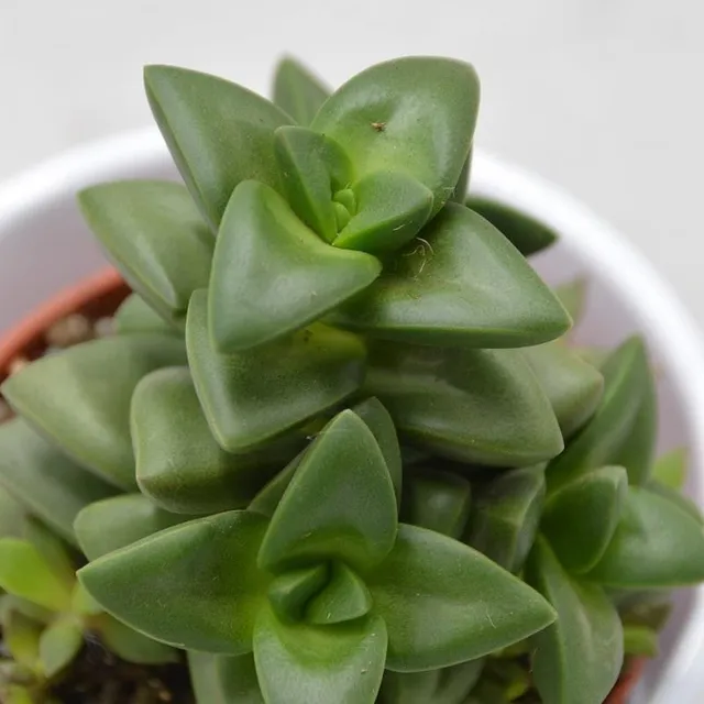 pasiora-crassula-talisman-sukkulente-im-8-5cm-topf image 1