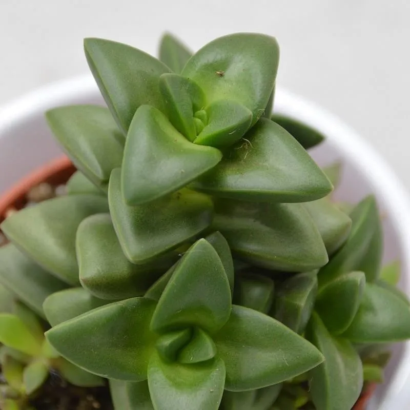 pasiora-crassula-talisman-sukkulente-im-8-5cm-topf image 1