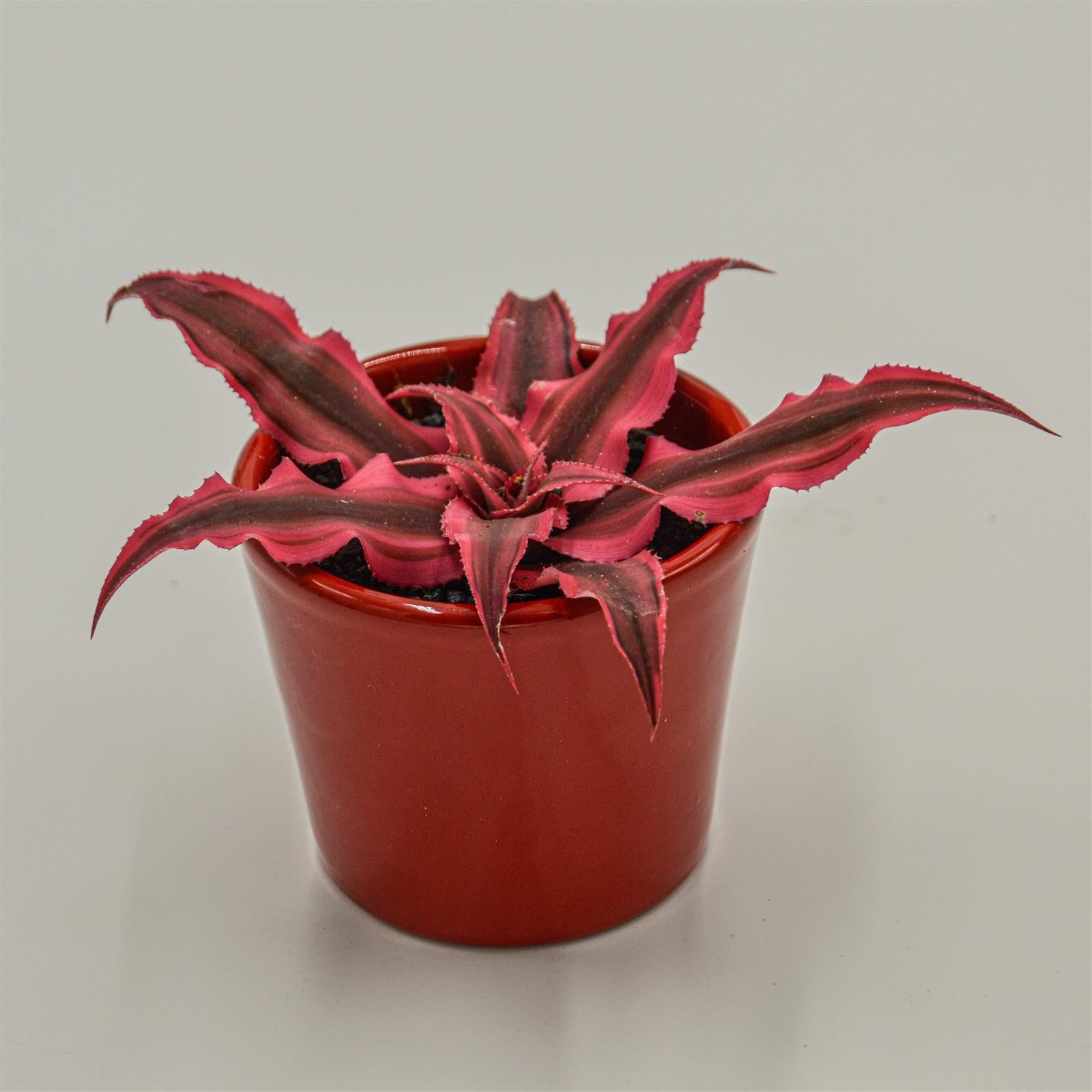 pasiora-cryptanthus-bivittatus-super-pink-erdstern-6cm image 3