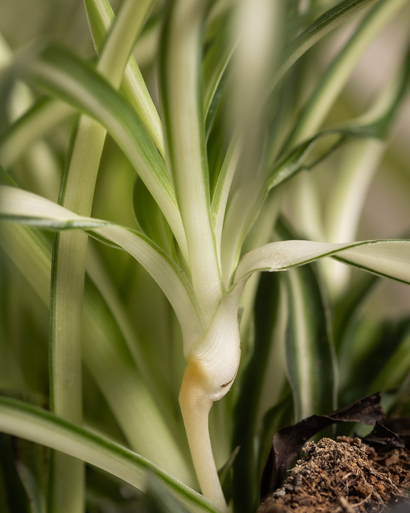 feey-gr-nlilie-chlorophytum-comosum-variegatum-zimmerpflanze image 2