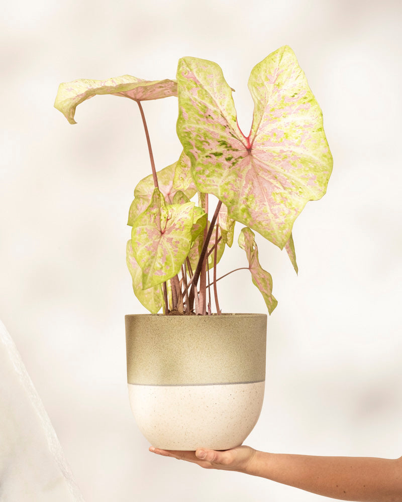 feey-caladium-seafoam-pink-zimmerpflanze-rosa-gr-n-mittel image 1