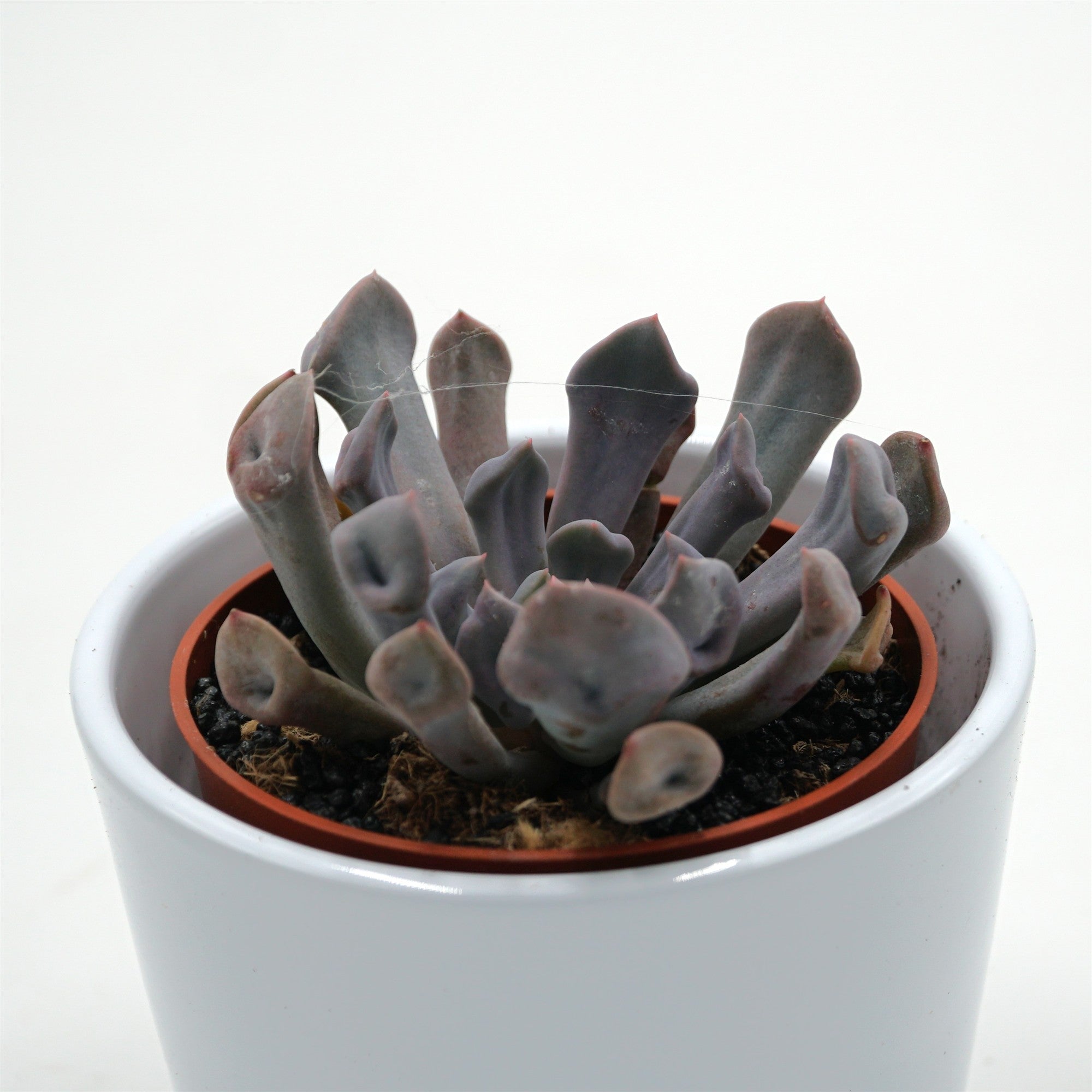 pasiora-x-graptoveria-lilac-spoons-sukkulente-8-5cm image 1