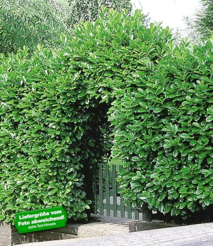 baldur-garten-kirschlorbeer-hecke-20er-set-im-9x9-cm-topf image 5