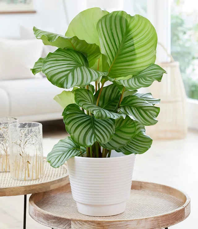 baldur-garten-calathea-orbifolia-zimmerpflanze-im-17-cm-topf image 1