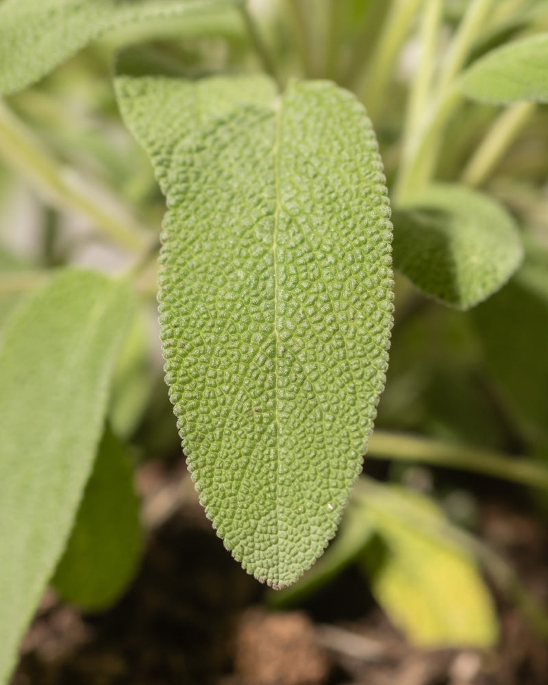 feey-echter-salbei-salvia-officinalis-kr-uterpflanze image 7