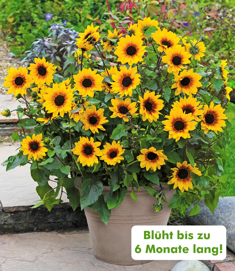 baldur-garten-balkon-sonnenblume-sunbelievable-3x-pflanze-im-12-cm-topf image 2