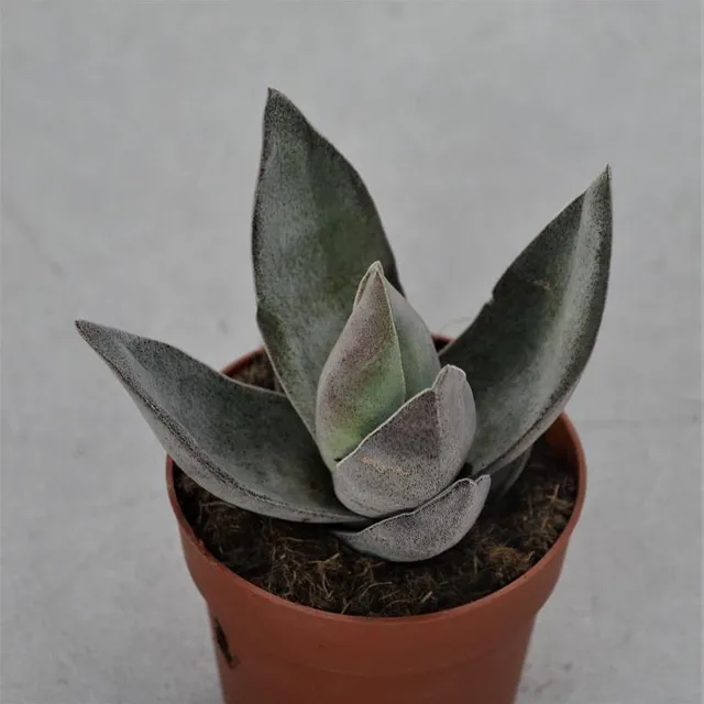pasiora-crassula-garnet-lotus-sukkulente-8-5cm image 1