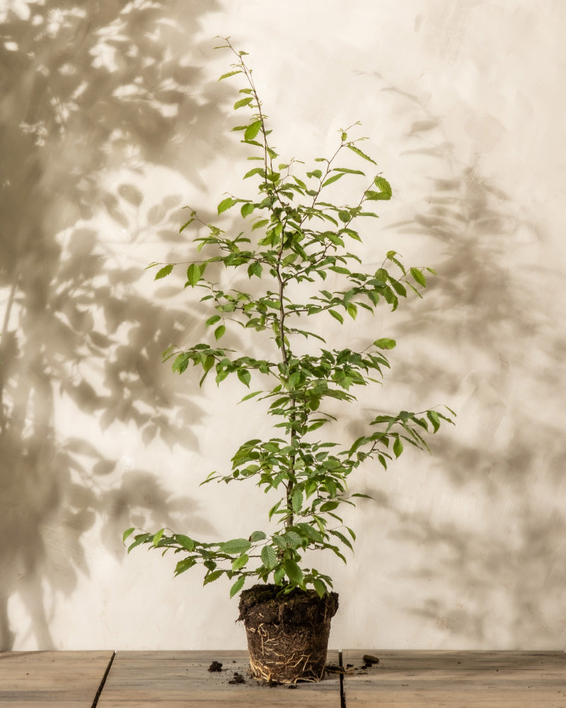 feey-hainbuche-carpinus-betulus-winterharte-heckenpflanze image 3