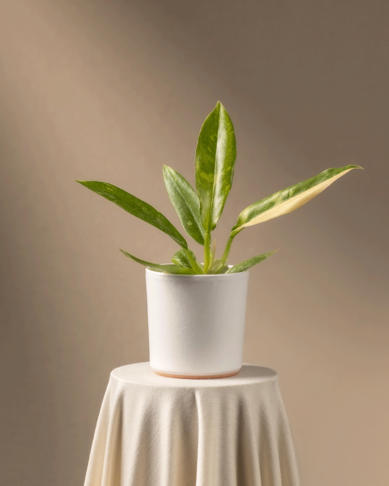 feey-philodendron-ring-of-fire-babypflanze-rarit-t image 7