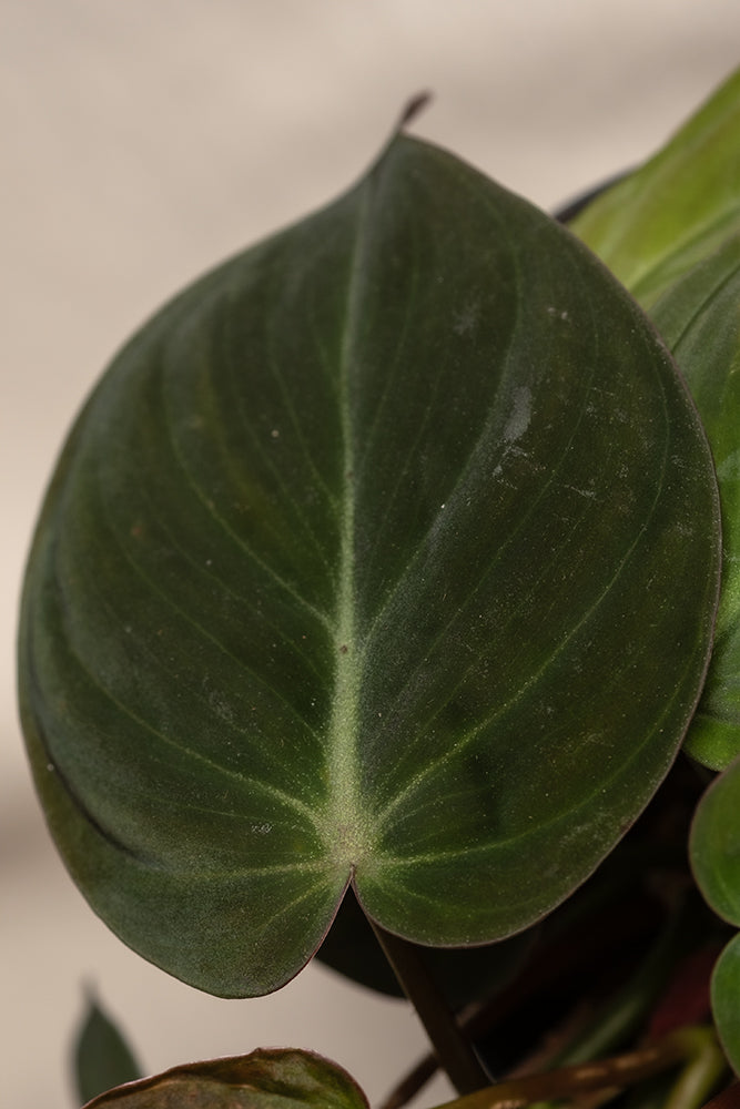 feey-philodendron-micans-h-ngepflanze-samtig image 2