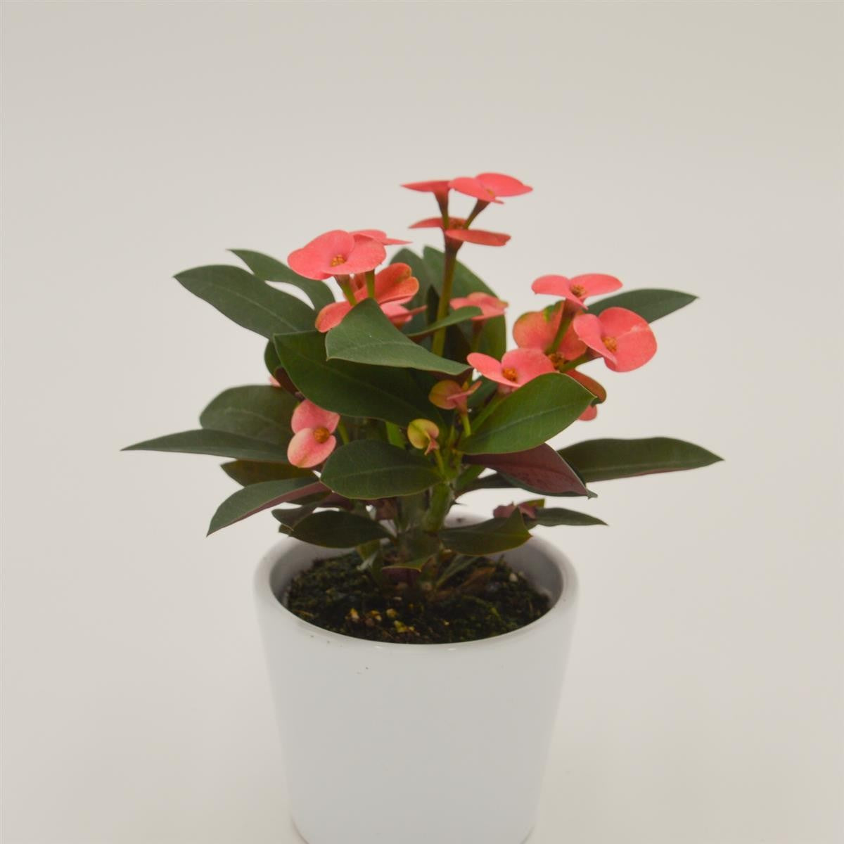 pasiora-euphorbia-milii-athene-pink-christusdorn-6cm-topf image 2