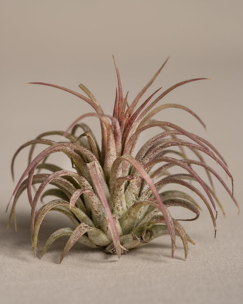 feey-luftpflanzen-pink-5er-set-tillandsia-ionantha-rubra image 7