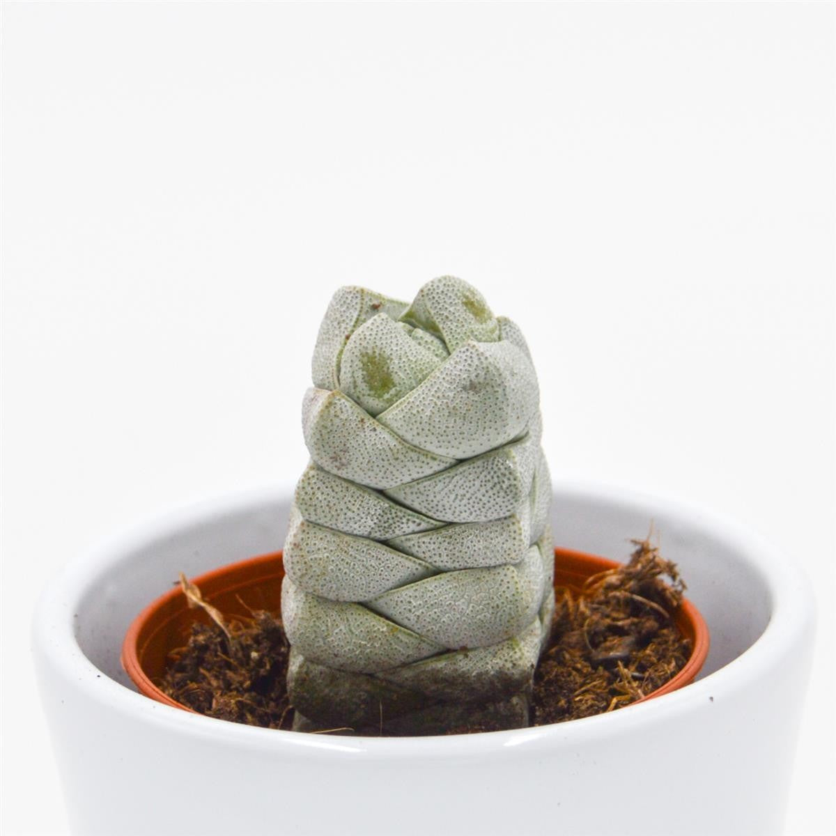 pasiora-crassula-moonstone-sukkulente-5-5cm-topf image 1