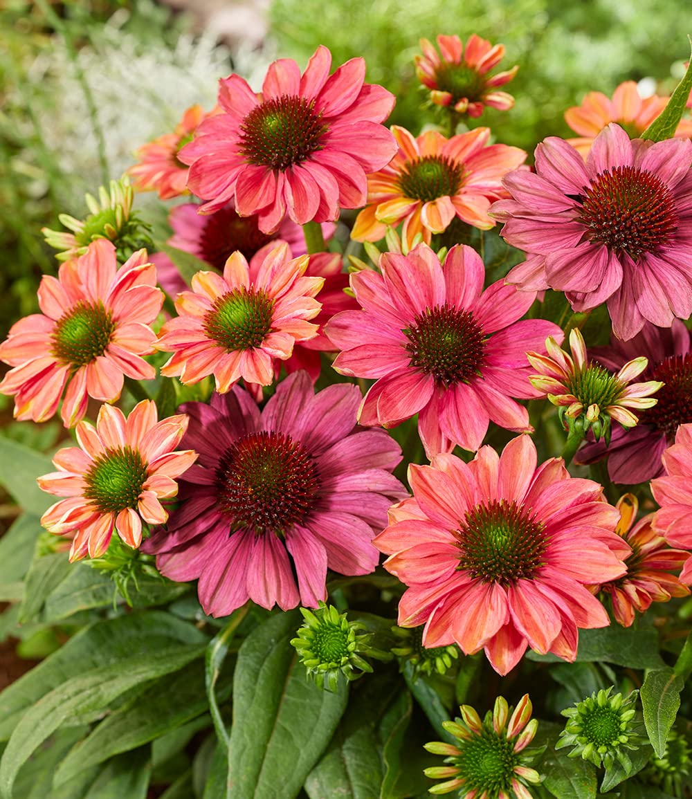 baldur-garten-echinacea-evolution-staude-im-9x9-cm-topf image 3