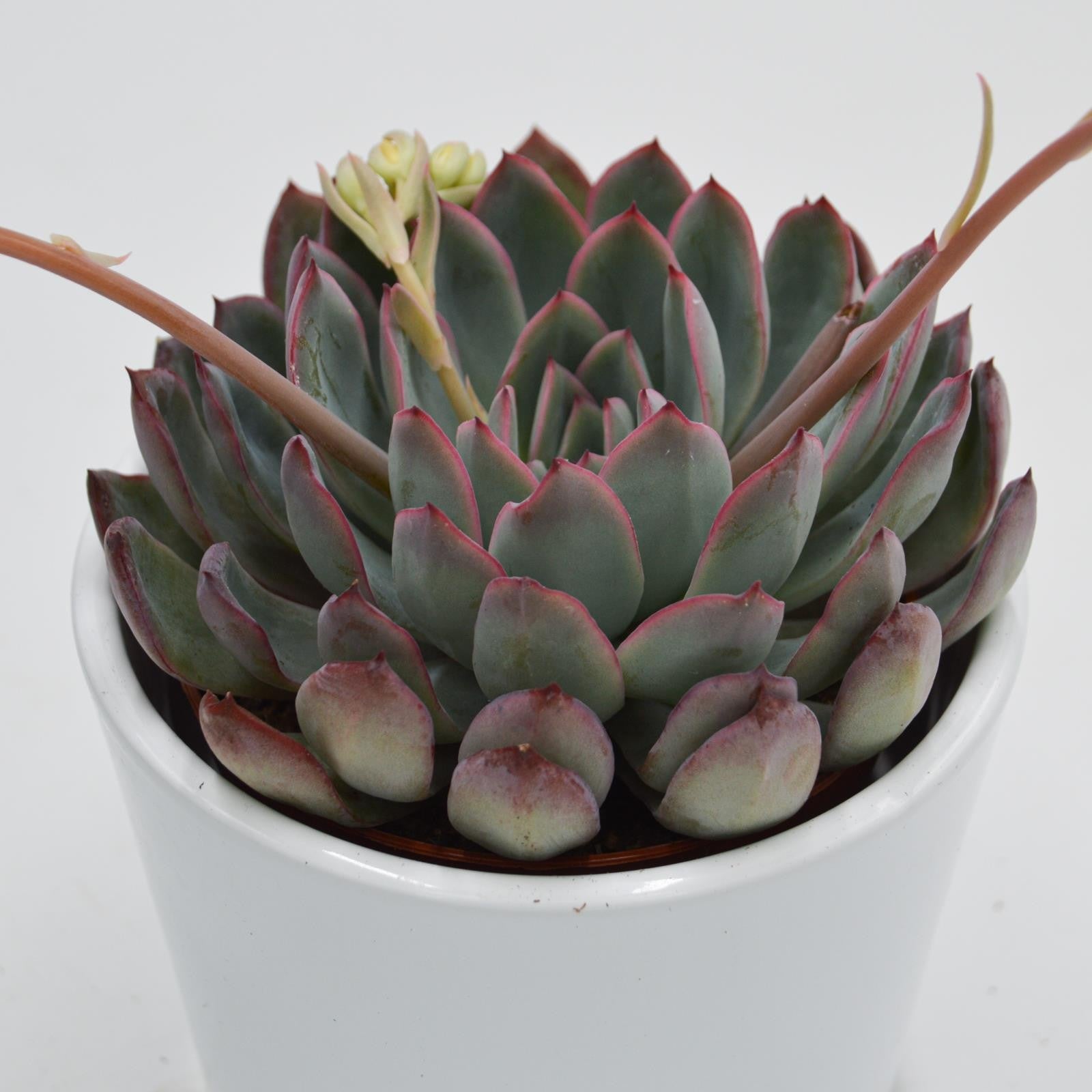pasiora-echeveria-apus-rosetten-sukkulente-8-5-cm image 1