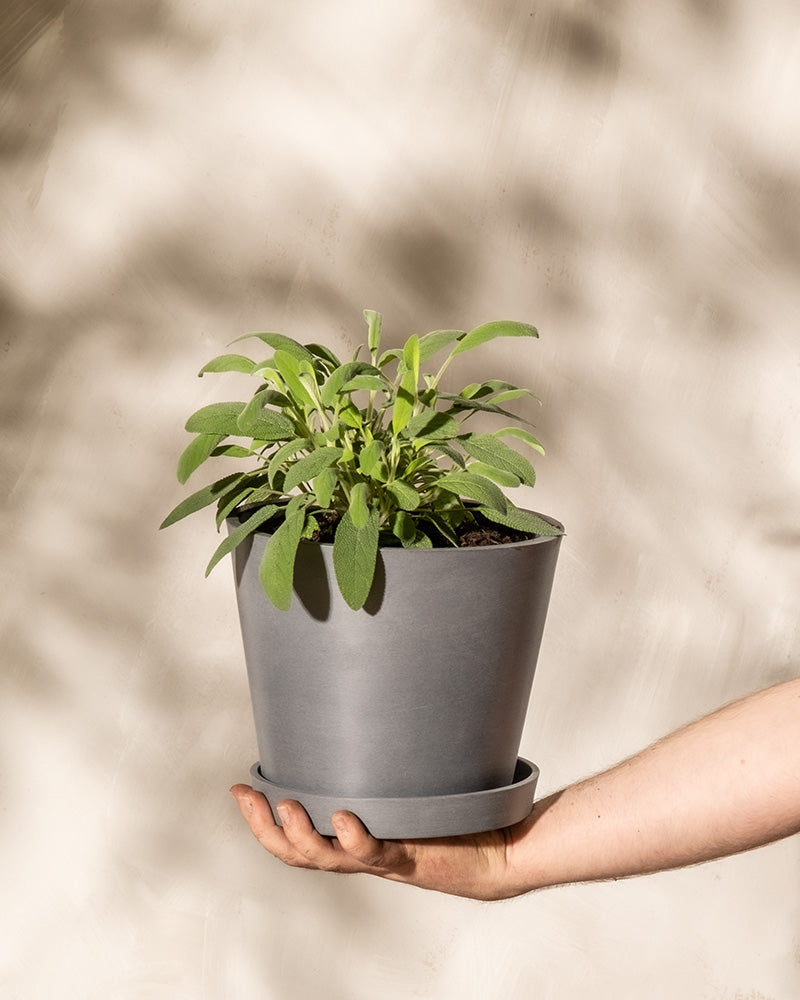 feey-echter-salbei-salvia-officinalis-kr-uterpflanze image 1