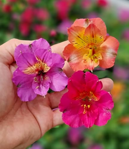 baldur-garten-winterharte-alstroemeria-incalys-3-pflanzen image 4