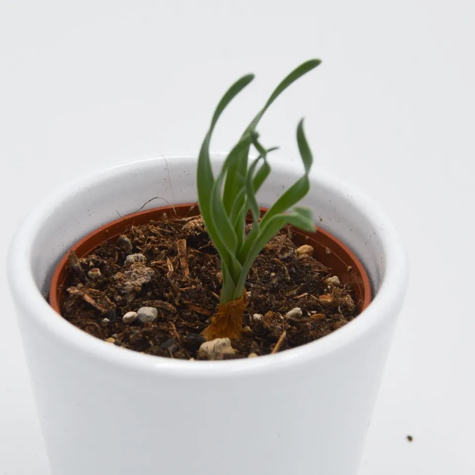pasiora-albuca-concordiana-sukkulente-6cm image 1