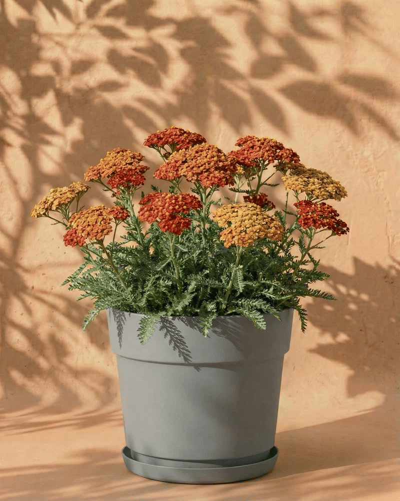 feey-schafgarbe-orange-braun-terracotta-rhizome image 8