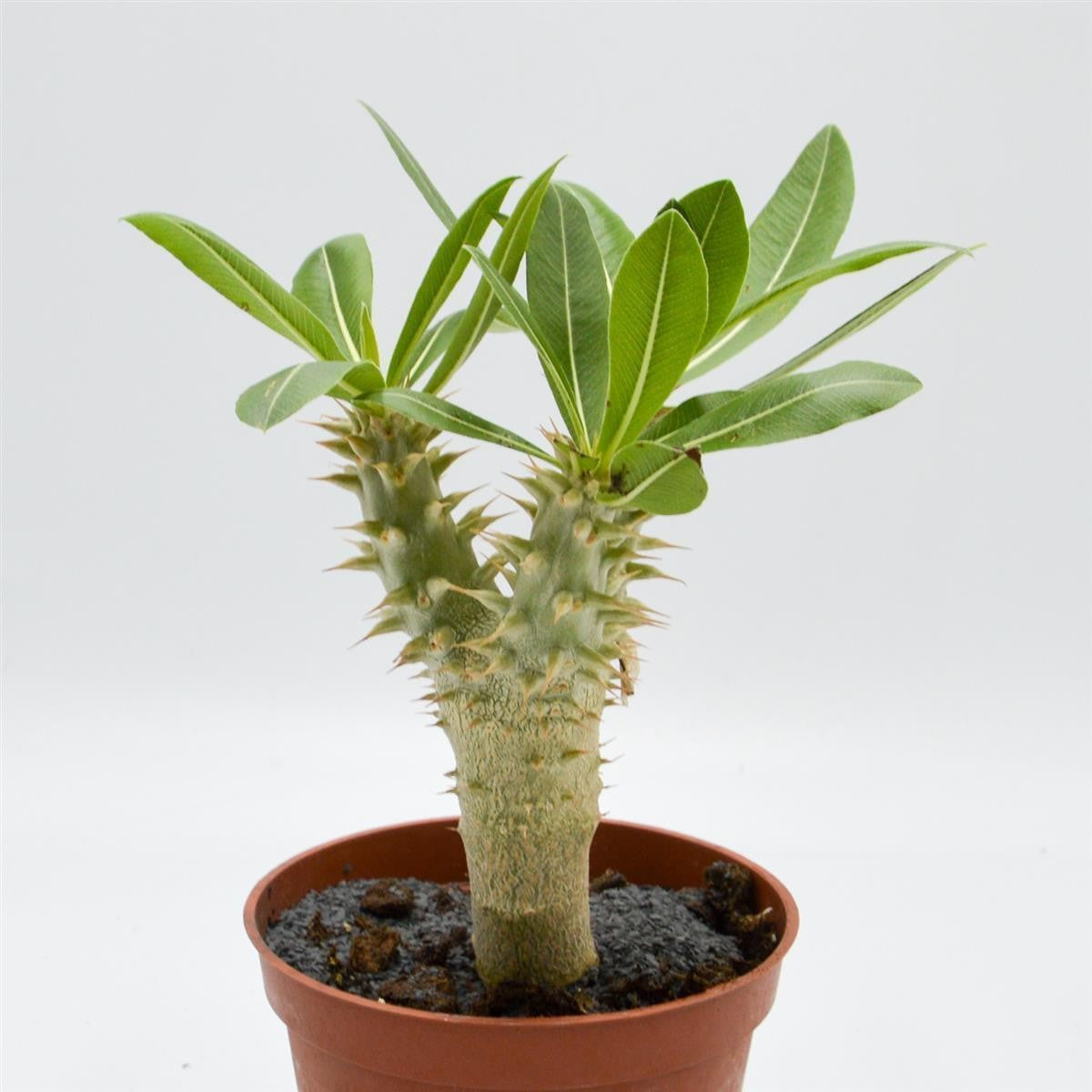 pasiora-pachypodium-saundersii-sukkulente-13cm-topf image 1