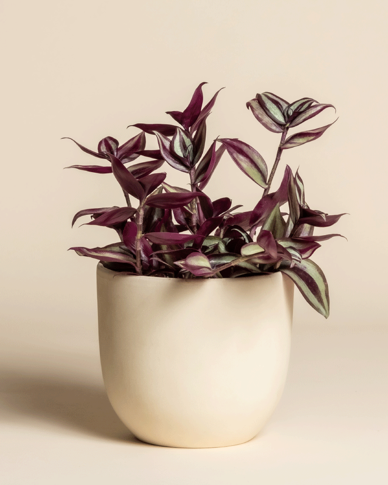 feey-tradescantia-zebrina-dreimasterblume-zimmerpflanze image 6
