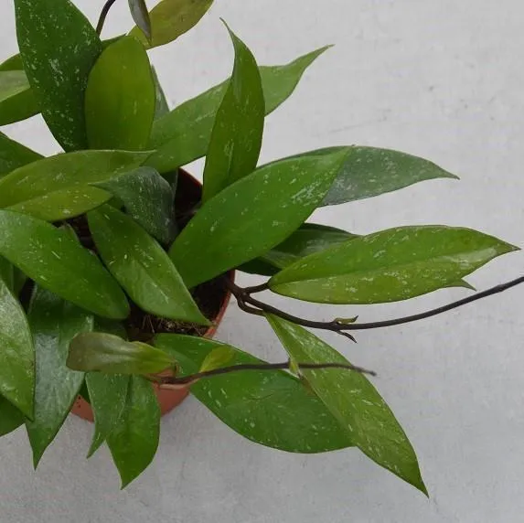 pasiora-hoya-publicalix-wachsblume-12cm-h-ngend image 1