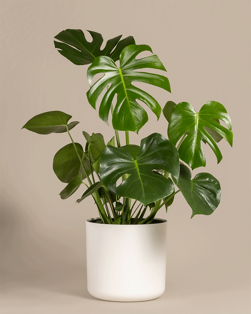 feey-gro-e-monstera-deliciosa-fensterblatt-zimmerpflanze image 5