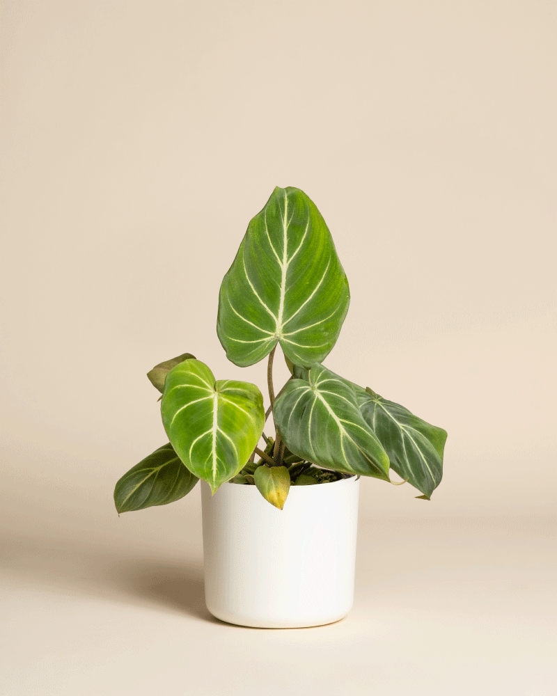 feey-philodendron-gloriosum-zimmerpflanze image 7